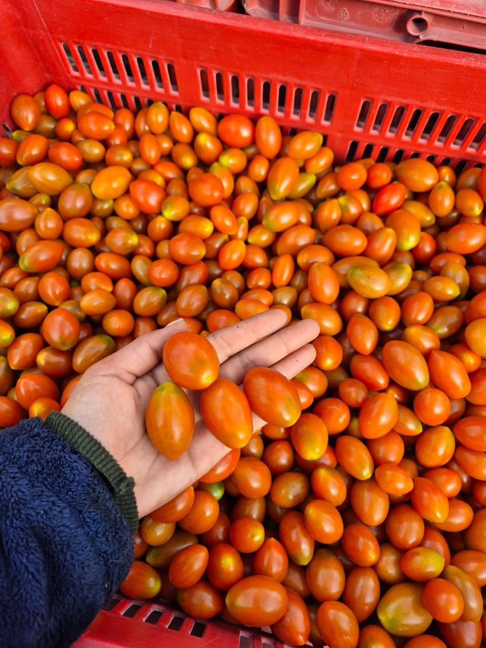Hand full of freshly harvested grape tomatoes