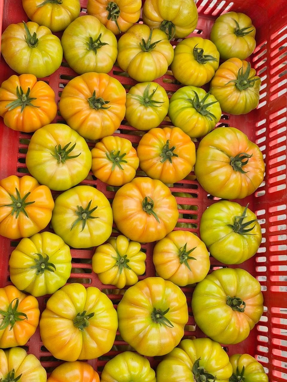 Crate of yellow and orange heirloom tomatoes