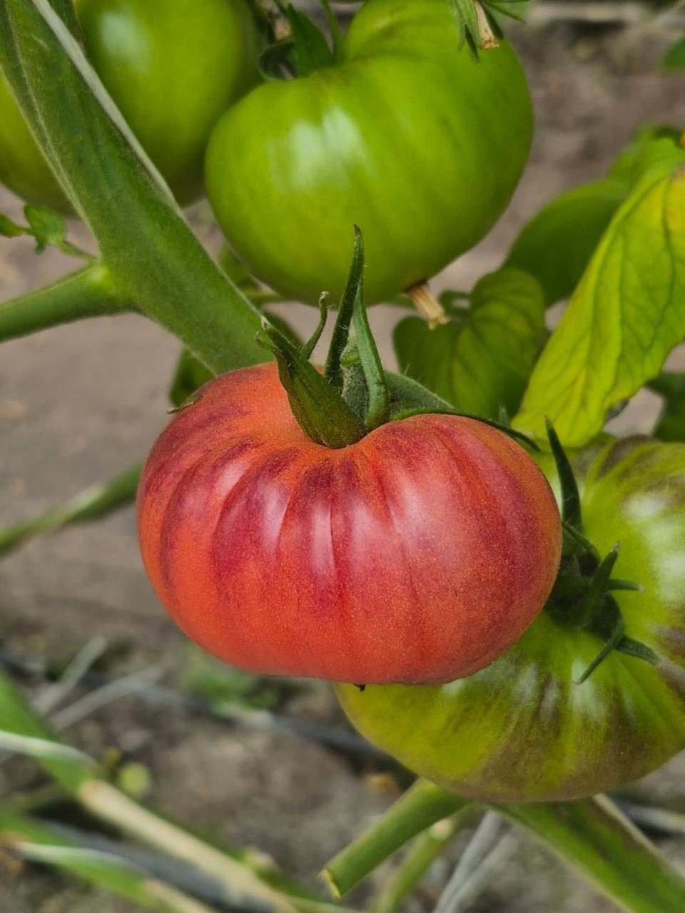Pink heirloom tomato ripening on the vine