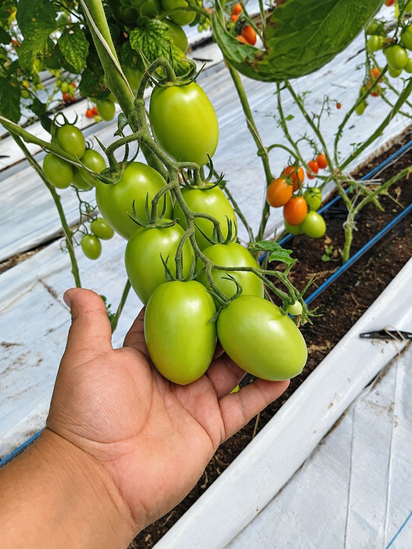 Roma tomatoes on the vine